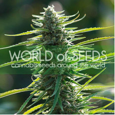 Colombian Gold feminised (World of Seeds)