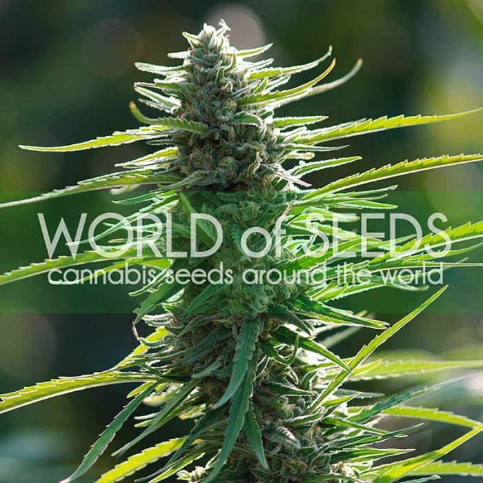 Семена конопли Colombian Gold fem. World of Seeds