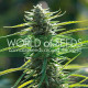 Семена конопли Colombian Gold fem. World of Seeds