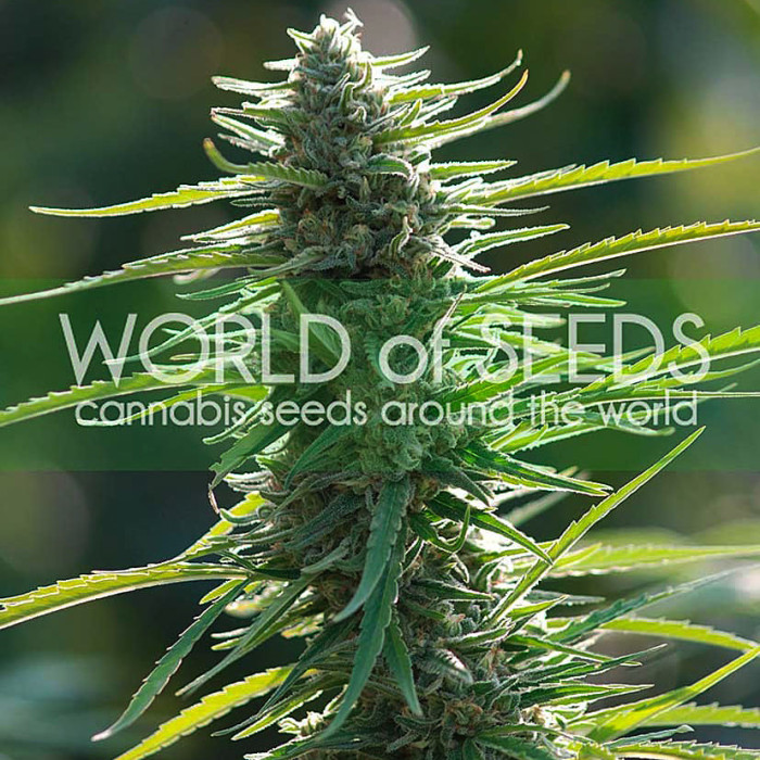 Семена конопли Colombian Gold fem. World of Seeds
