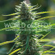 Семена конопли Colombian Gold fem. World of Seeds