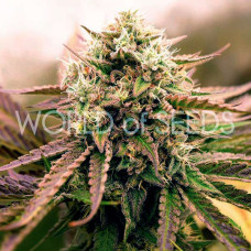 Appalachian Kush Early Version feminised (World of Seeds)