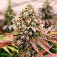 Burger Kush Early Version feminised (World of Seeds)