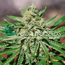 Cbd Tonic feminised (World of Seeds)