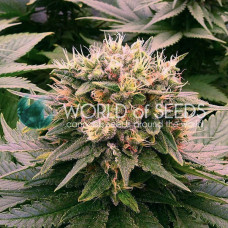 Harlequeen Thc Free feminised (World of Seeds)