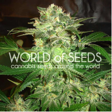 Mazar Kush feminised (World of Seeds)