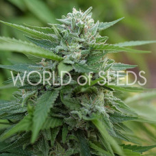Mongolia Thc Free feminised (World of Seeds)