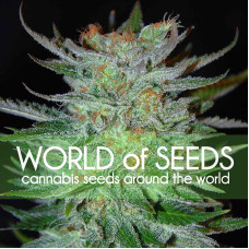New York 47 feminised (World of Seeds)