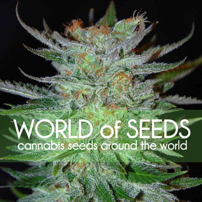 Семена конопли New York 47 fem. World of Seeds