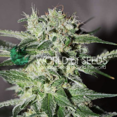 Pakistan Valley Early Version feminised (World of Seeds)