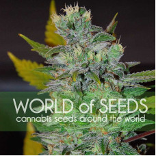Space feminised (World of Seeds)