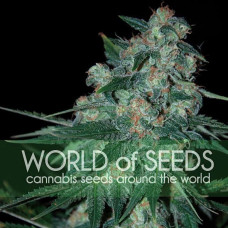 Ketama feminised (World of Seeds)