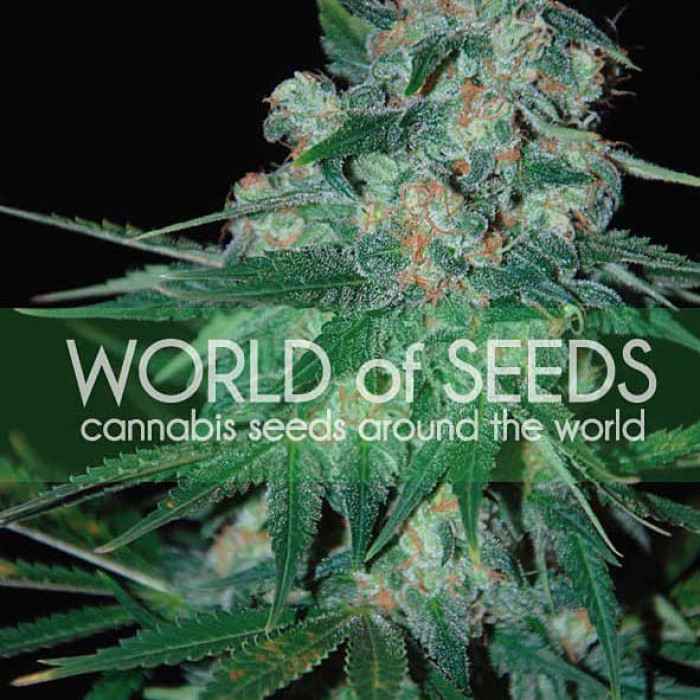 Семена конопли Ketama fem. World of Seeds