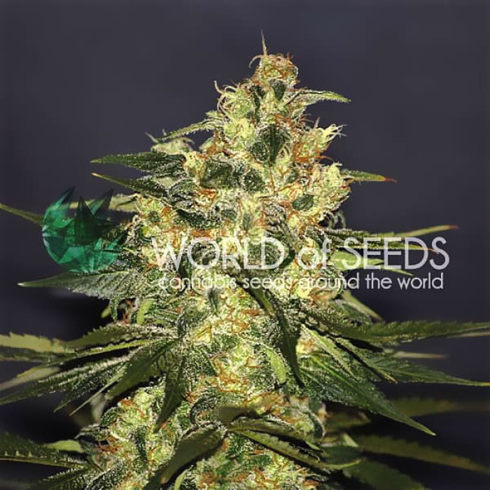 Семена конопли Ketama fem. World of Seeds