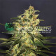 Семена конопли Ketama fem. World of Seeds