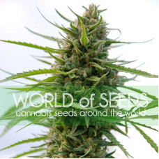 Kilimanjaro feminised (World of Seeds)