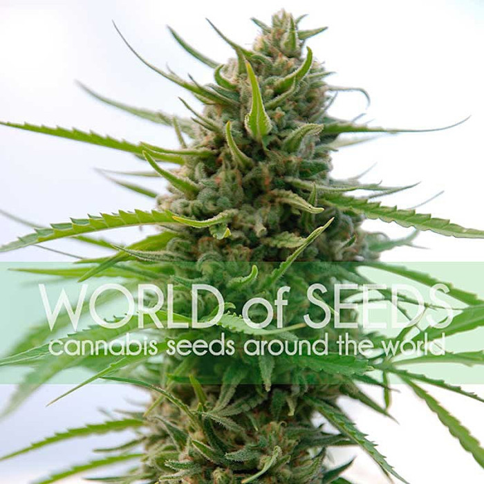 Семена конопли Kilimanjaro fem. World of Seeds