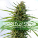 Семена конопли Kilimanjaro fem. World of Seeds