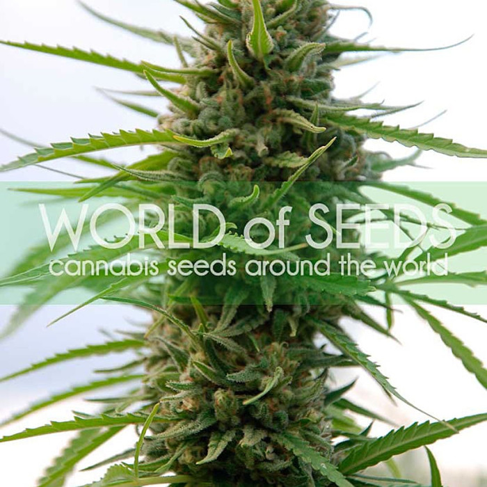 Семена конопли Kilimanjaro fem. World of Seeds