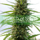 Семена конопли Kilimanjaro fem. World of Seeds