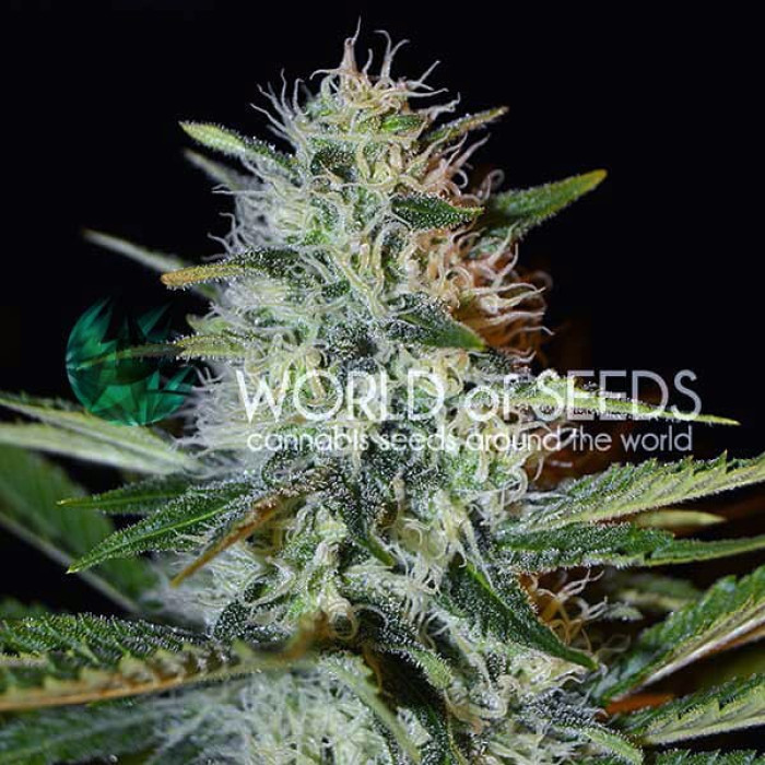 Семена конопли Kilimanjaro fem. World of Seeds
