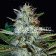 Семена конопли Kilimanjaro fem. World of Seeds