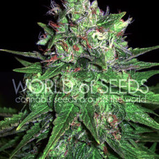 Mazar X Great White Shark feminised (World of Seeds)