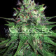 Семена конопли Mazar X Great White Shark fem. World of Seeds