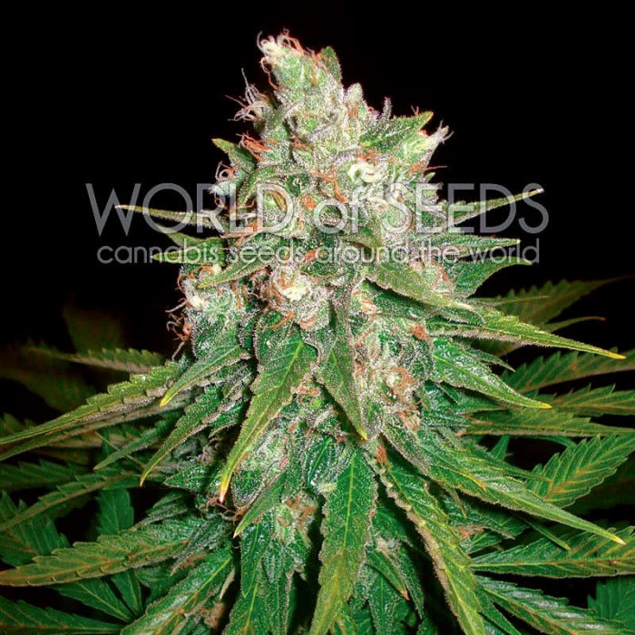 Семена конопли Mazar X Great White Shark fem. World of Seeds