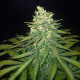 Семена конопли Mazar X Great White Shark fem. World of Seeds