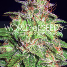 Mazar X White Rhino feminised (World of Seeds)