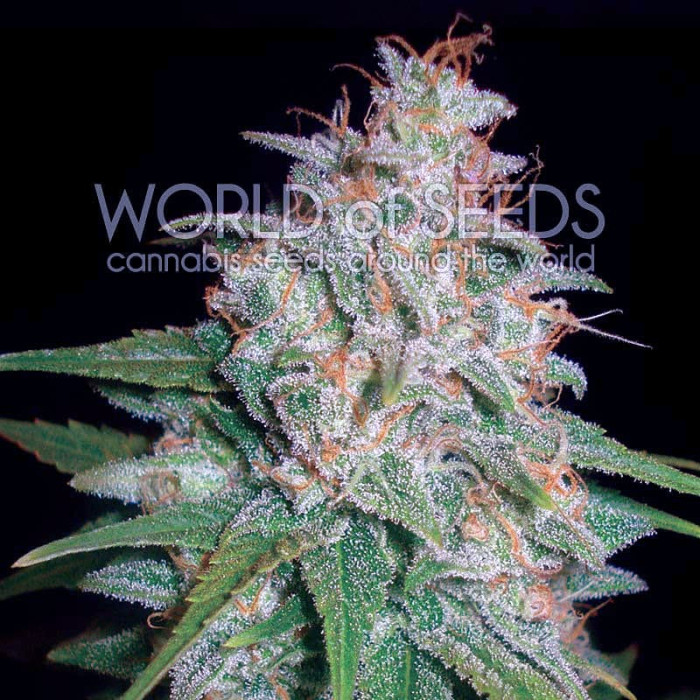 Семена конопли Mazar X White Rhino fem. World of Seeds