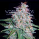 Семена конопли Mazar X White Rhino fem. World of Seeds
