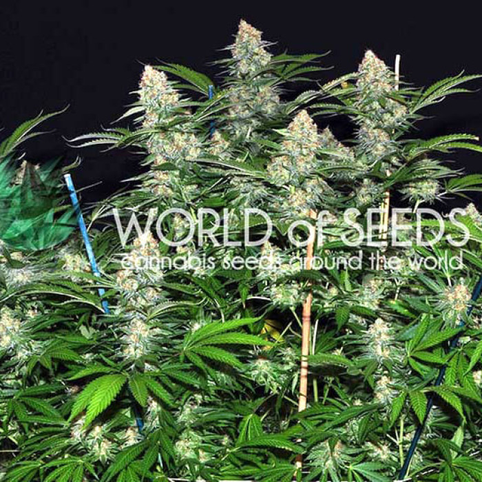 Семена конопли Mazar X White Rhino fem. World of Seeds