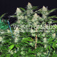 Семена конопли Mazar X White Rhino fem. World of Seeds