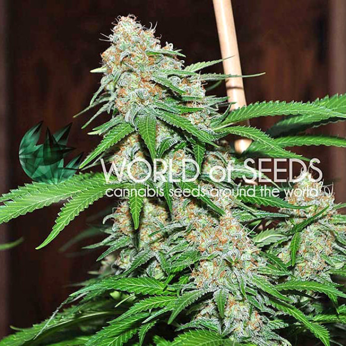 Семена конопли Mazar X White Rhino fem. World of Seeds