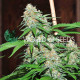 Семена конопли Mazar X White Rhino fem. World of Seeds