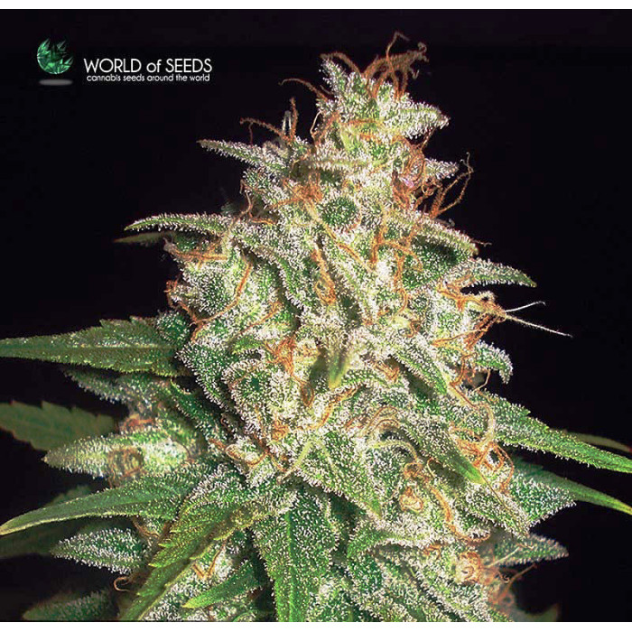Семена конопли Mazar X White Rhino fem. World of Seeds