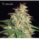 Семена конопли Mazar X White Rhino fem. World of Seeds