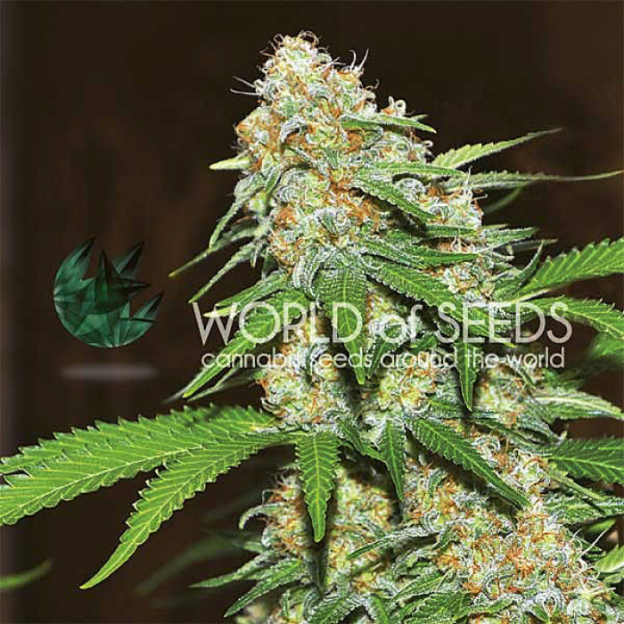 Семена конопли Mazar X White Rhino fem. World of Seeds