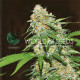 Семена конопли Mazar X White Rhino fem. World of Seeds