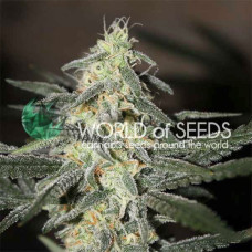 Northern Light X Big Bud Early Version feminised (World of Seeds)