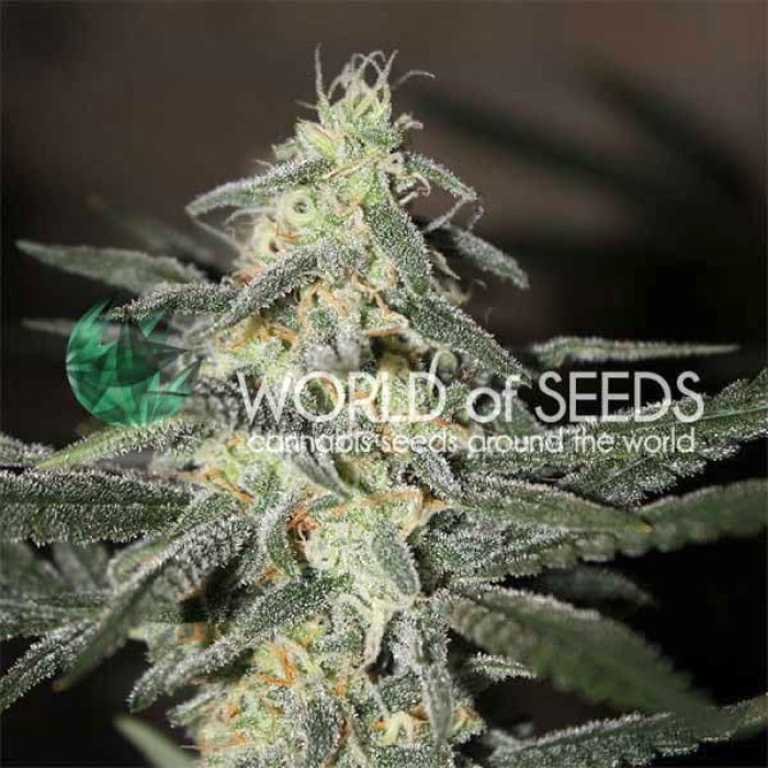 Семена конопли Northern Light X Big Bud Early Version fem. World of Seeds