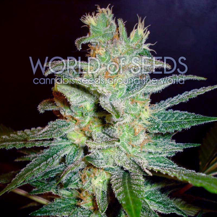 Семена конопли Northern Light X Big Bud Early Version fem. World of Seeds