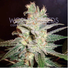 Northern Light X Big Bud feminised (World of Seeds)