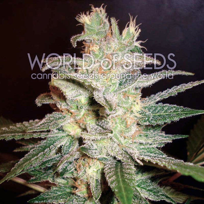 Семена конопли Northern Light X Big Bud fem. World of Seeds