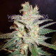 Семена конопли Northern Light X Big Bud fem. World of Seeds