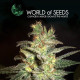 Семена конопли Northern Light X Big Bud fem. World of Seeds