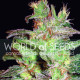 Семена конопли Northern Light X Big Bud fem. World of Seeds