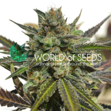 Northern Light X Skunk feminised (World of Seeds)